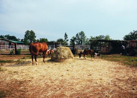 ranch_7